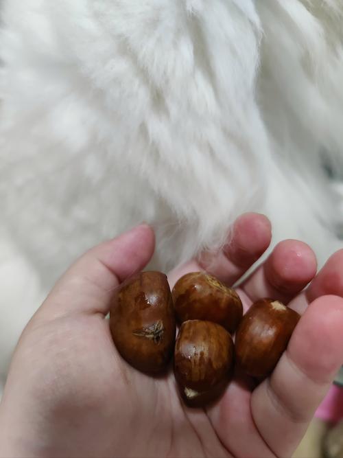 猫咪能吃板栗么/猫能不能吃板栗?-第3张图片 猫咪能吃板栗么/猫能不能吃板栗?-第3张图片
