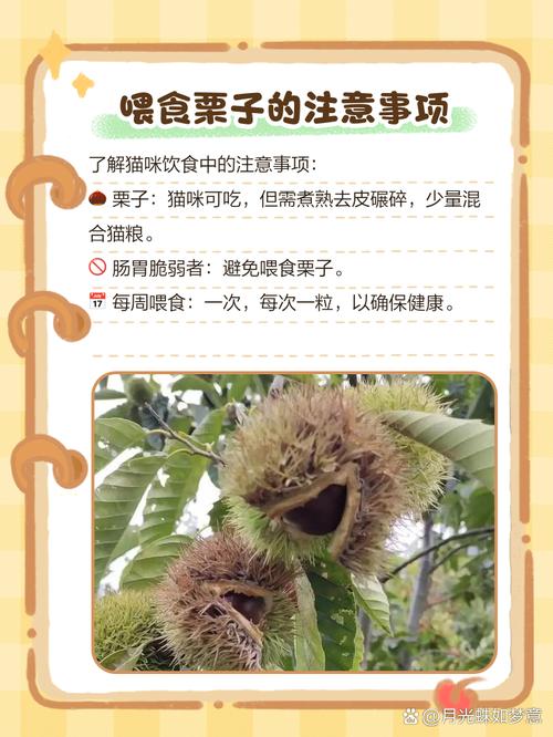 猫咪能吃板栗么/猫能不能吃板栗?-第5张图片 猫咪能吃板栗么/猫能不能吃板栗?-第5张图片