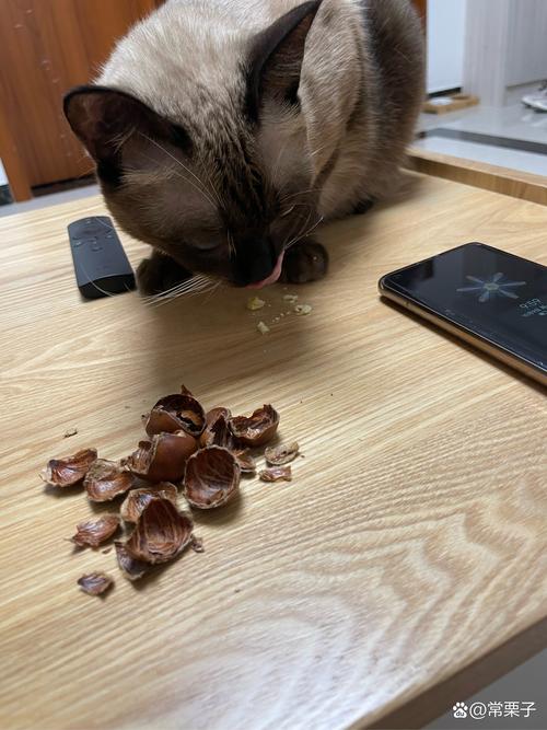 猫咪能吃板栗么/猫能不能吃板栗?-第8张图片 猫咪能吃板栗么/猫能不能吃板栗?-第8张图片