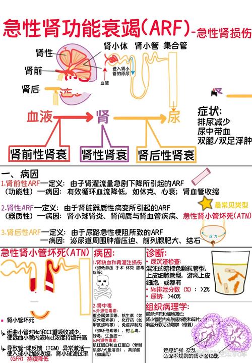 急性肾衰竭症状-急性肾衰竭症状可以活多久-第4张图片 急性肾衰竭症状-急性肾衰竭症状可以活多久-第4张图片