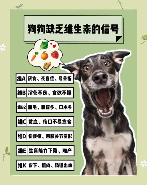 狗狗缺维生素的症状-狗狗缺维生素的症状吃什么-第1张图片 狗狗缺维生素的症状-狗狗缺维生素的症状吃什么-第1张图片
