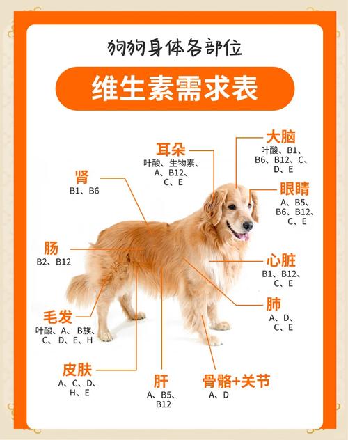 狗狗缺维生素的症状-狗狗缺维生素的症状吃什么-第2张图片 狗狗缺维生素的症状-狗狗缺维生素的症状吃什么-第2张图片