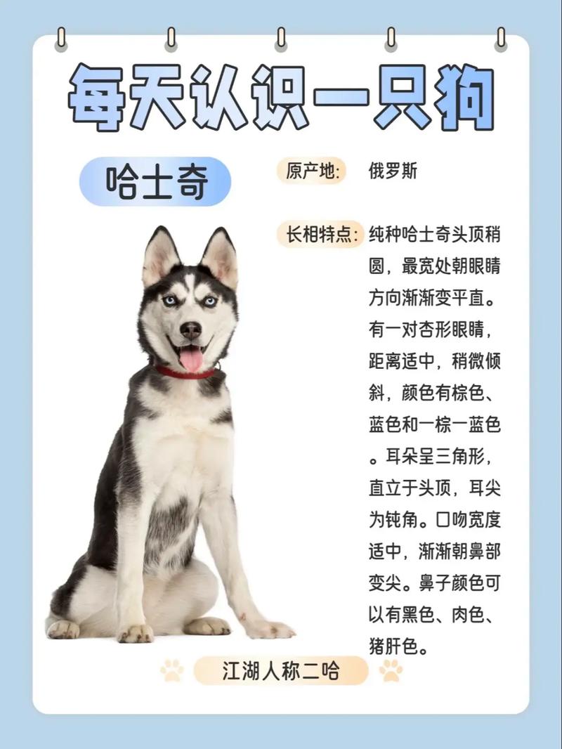 解析“哈士奇一般多少钱一只”你不知道的事