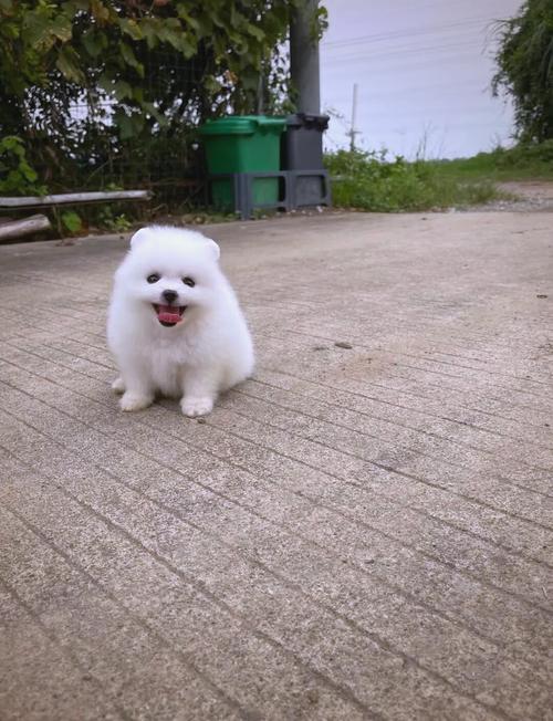 作为消费者“茶杯博美犬的坏处”你不能不知道-第2张图片 作为消费者“茶杯博美犬的坏处”你不能不知道-第2张图片