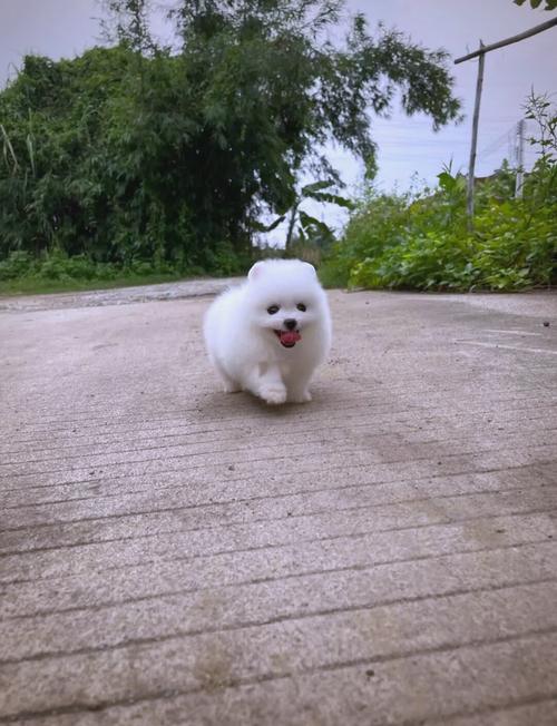 作为消费者“茶杯博美犬的坏处”你不能不知道-第4张图片 作为消费者“茶杯博美犬的坏处”你不能不知道-第4张图片