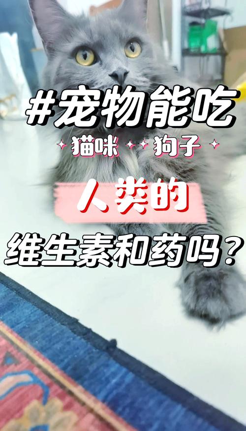 猫咪补充维生素b-猫咪补充维生素B的食物-第7张图片 猫咪补充维生素b-猫咪补充维生素B的食物-第7张图片