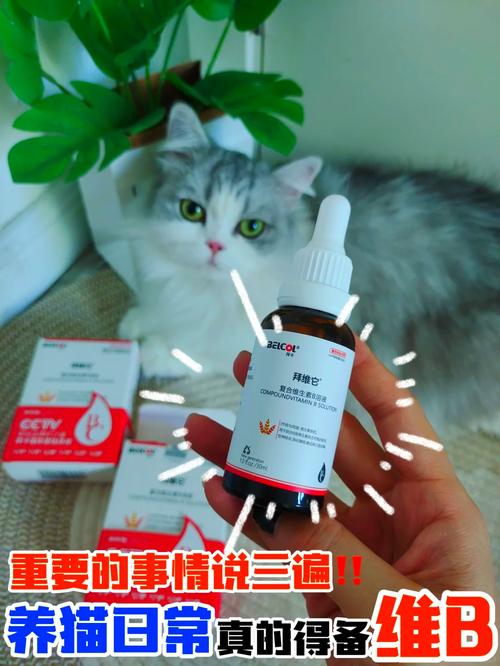 猫咪补充维生素b-猫咪补充维生素B的食物-第8张图片 猫咪补充维生素b-猫咪补充维生素B的食物-第8张图片