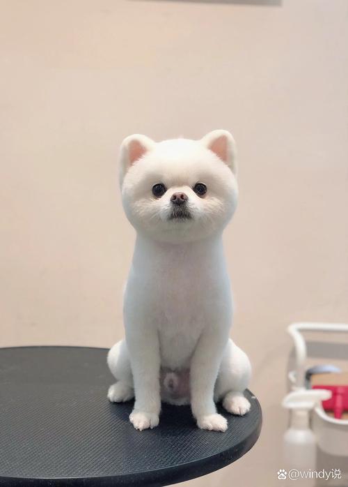 解析“俊介犬的特点”你不知道的事