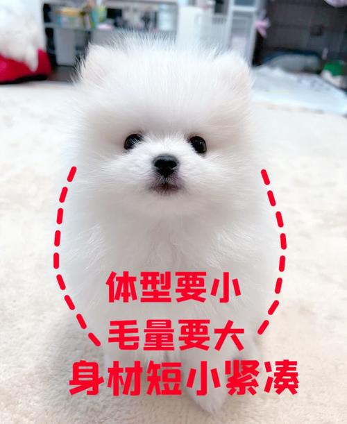 解析“俊介犬的特点”你不知道的事-第2张图片 解析“俊介犬的特点”你不知道的事-第2张图片