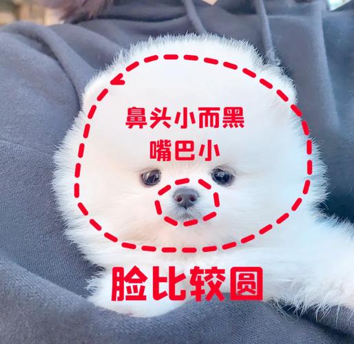 解析“俊介犬的特点”你不知道的事-第5张图片 解析“俊介犬的特点”你不知道的事-第5张图片