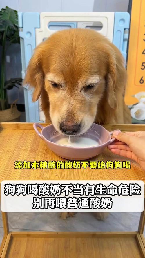 解析“狗能不能喝酸奶”你不知道的事-第6张图片 解析“狗能不能喝酸奶”你不知道的事-第6张图片
