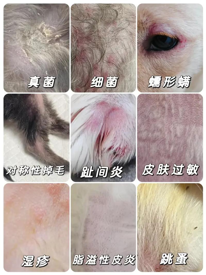 狗皮肤病是什么导致的-狗皮肤病是怎样的-第1张图片 狗皮肤病是什么导致的-狗皮肤病是怎样的-第1张图片