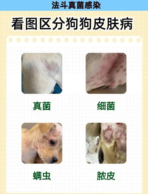 狗皮肤病是什么导致的-狗皮肤病是怎样的-第5张图片 狗皮肤病是什么导致的-狗皮肤病是怎样的-第5张图片