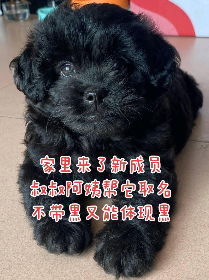 黑狗狗取名字带财运/黑狗狗取名字大全-第1张图片 黑狗狗取名字带财运/黑狗狗取名字大全-第1张图片