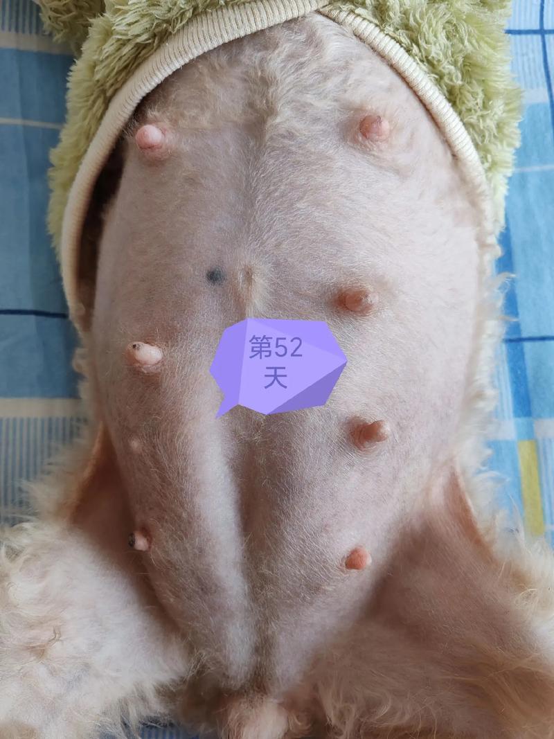 狗狗怀孕后期的症状-狗狗怀孕后期图片-第3张图片 狗狗怀孕后期的症状-狗狗怀孕后期图片-第3张图片