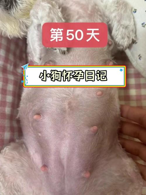 狗狗怀孕后期的症状-狗狗怀孕后期图片-第5张图片 狗狗怀孕后期的症状-狗狗怀孕后期图片-第5张图片