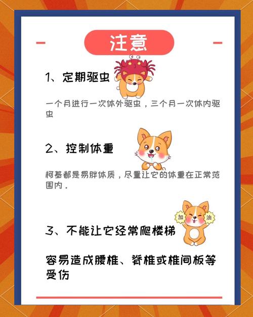 蓝眼柯基/蓝眼柯基图片-第10张图片 蓝眼柯基/蓝眼柯基图片-第10张图片