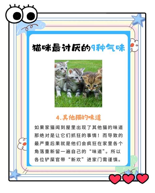 猫咪不喜欢什么气味,猫不喜欢什么气味赶走猫-第7张图片 猫咪不喜欢什么气味,猫不喜欢什么气味赶走猫-第7张图片
