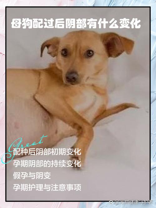 母狗交配-母狗配对成功有什么症状-第4张图片 母狗交配-母狗配对成功有什么症状-第4张图片