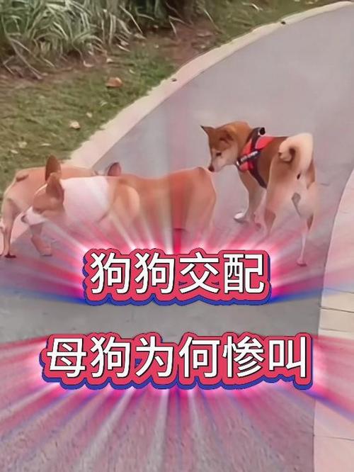 母狗交配-母狗配对成功有什么症状-第8张图片 母狗交配-母狗配对成功有什么症状-第8张图片