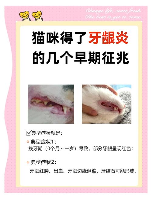 作为消费者“猫咪牙龈炎怎么治疗”你不能不知道-第3张图片 作为消费者“猫咪牙龈炎怎么治疗”你不能不知道-第3张图片