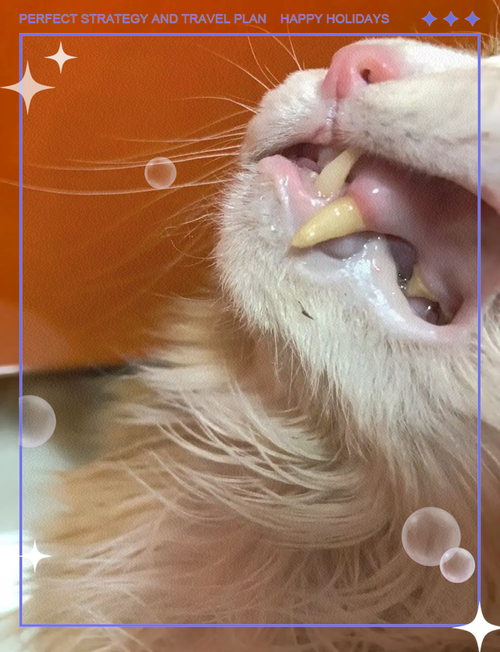 作为消费者“猫咪牙龈炎怎么治疗”你不能不知道-第6张图片 作为消费者“猫咪牙龈炎怎么治疗”你不能不知道-第6张图片