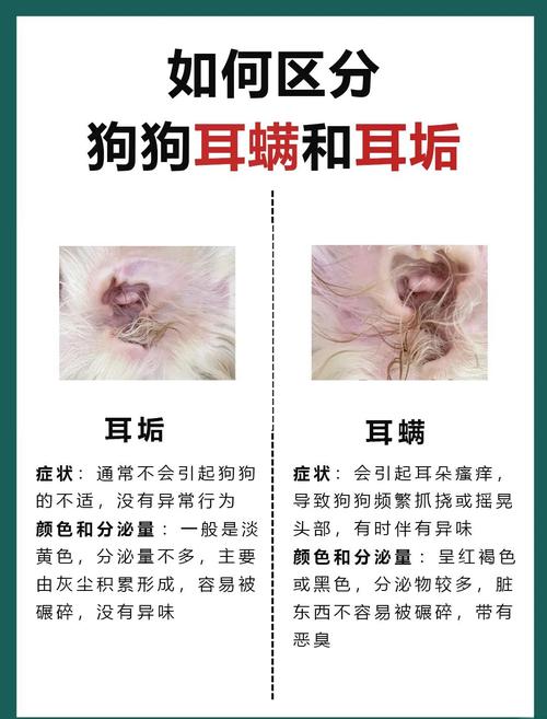 解析“狗狗耳朵有耳螨怎么办”你不知道的事-第5张图片 解析“狗狗耳朵有耳螨怎么办”你不知道的事-第5张图片
