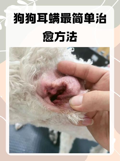 解析“狗狗耳朵有耳螨怎么办”你不知道的事-第8张图片 解析“狗狗耳朵有耳螨怎么办”你不知道的事-第8张图片