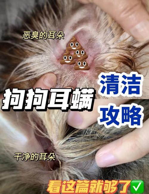 解析“狗狗耳朵有耳螨怎么办”你不知道的事-第9张图片 解析“狗狗耳朵有耳螨怎么办”你不知道的事-第9张图片