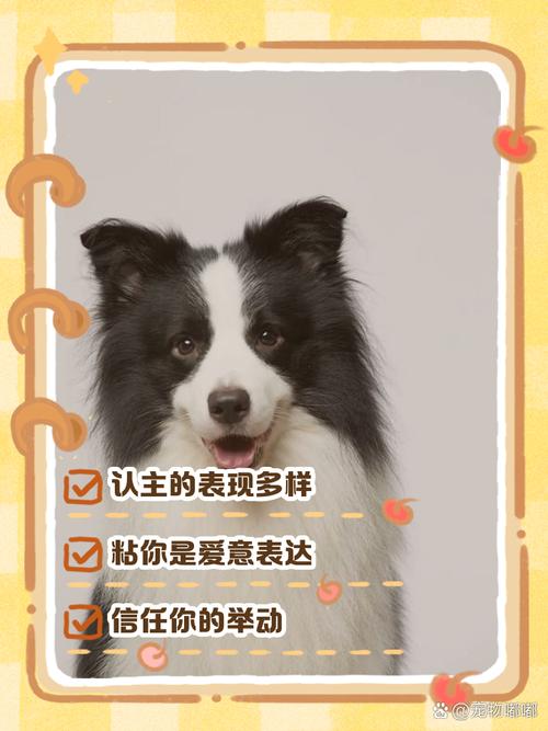 解析“边牧爱你的表现”你不知道的事