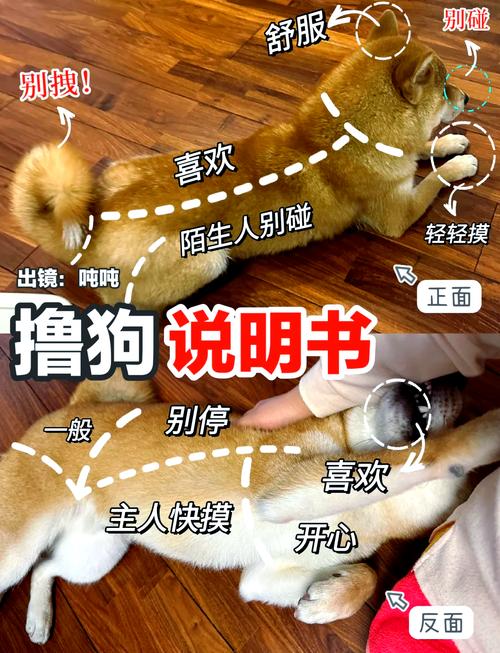 解析“边牧爱你的表现”你不知道的事-第3张图片 解析“边牧爱你的表现”你不知道的事-第3张图片