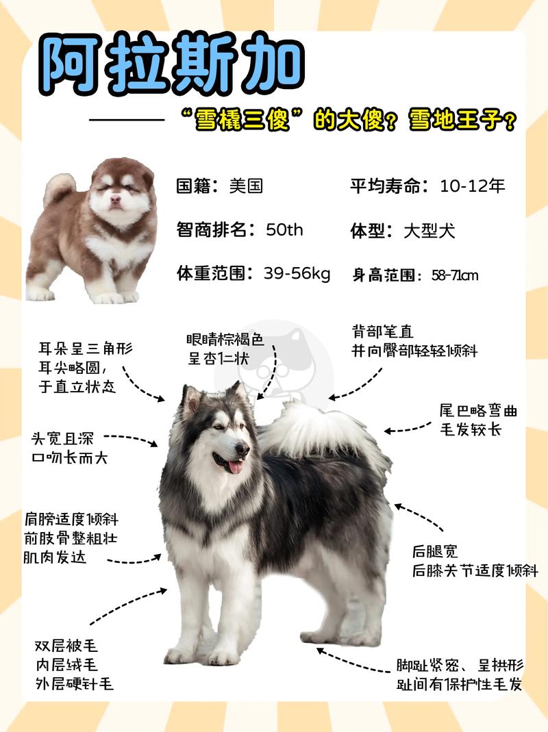 解析“阿拉斯加幼犬费用列表”你不知道的事