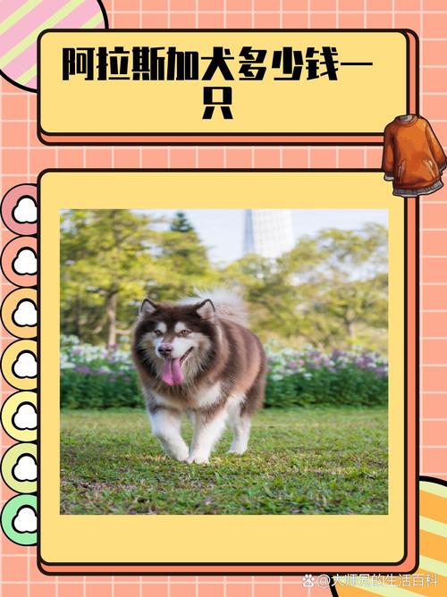 解析“阿拉斯加幼犬费用列表”你不知道的事-第2张图片 解析“阿拉斯加幼犬费用列表”你不知道的事-第2张图片