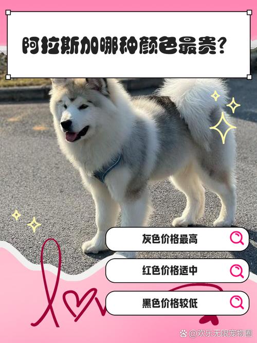 解析“阿拉斯加幼犬费用列表”你不知道的事-第8张图片 解析“阿拉斯加幼犬费用列表”你不知道的事-第8张图片