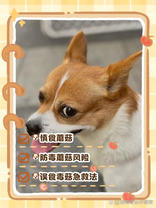 狗狗能吃蘑菇吗-狗狗能吃蘑菇吗熟的-第1张图片 狗狗能吃蘑菇吗-狗狗能吃蘑菇吗熟的-第1张图片
