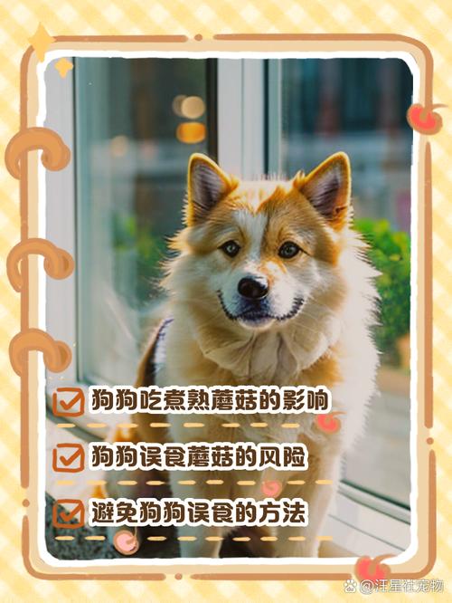 狗狗能吃蘑菇吗-狗狗能吃蘑菇吗熟的-第2张图片 狗狗能吃蘑菇吗-狗狗能吃蘑菇吗熟的-第2张图片