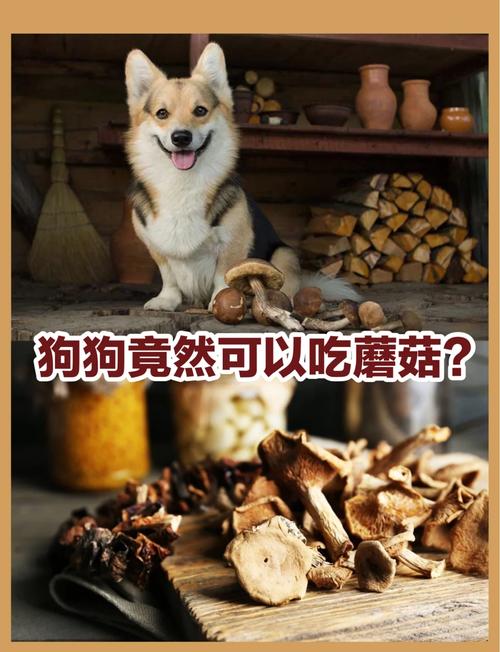 狗狗能吃蘑菇吗-狗狗能吃蘑菇吗熟的-第4张图片 狗狗能吃蘑菇吗-狗狗能吃蘑菇吗熟的-第4张图片