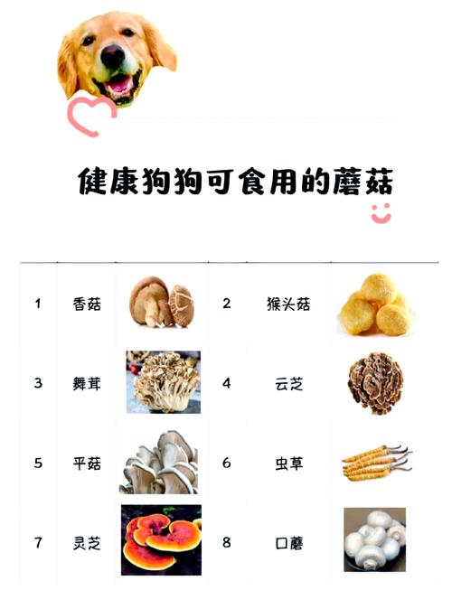 狗狗能吃蘑菇吗-狗狗能吃蘑菇吗熟的-第7张图片 狗狗能吃蘑菇吗-狗狗能吃蘑菇吗熟的-第7张图片