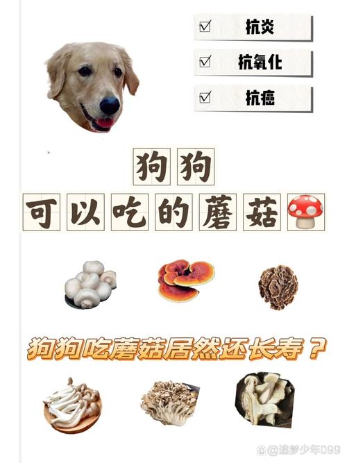 狗狗能吃蘑菇吗-狗狗能吃蘑菇吗熟的-第8张图片 狗狗能吃蘑菇吗-狗狗能吃蘑菇吗熟的-第8张图片