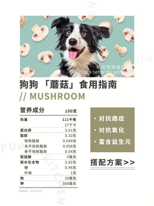 狗狗能吃蘑菇吗-狗狗能吃蘑菇吗熟的-第10张图片 狗狗能吃蘑菇吗-狗狗能吃蘑菇吗熟的-第10张图片