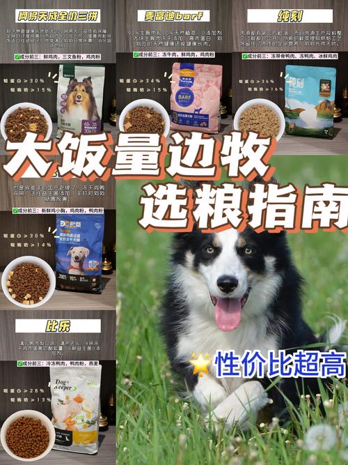 3个月的边牧每天怎么喂食-3个月的边牧喂食量-第2张图片 3个月的边牧每天怎么喂食-3个月的边牧喂食量-第2张图片