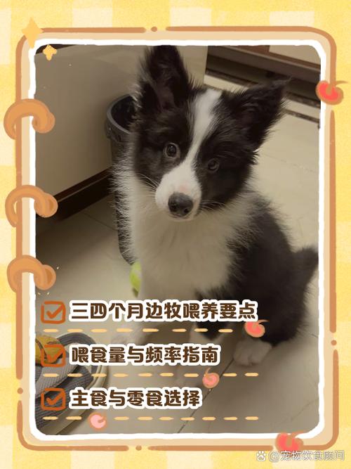 3个月的边牧每天怎么喂食-3个月的边牧喂食量-第7张图片 3个月的边牧每天怎么喂食-3个月的边牧喂食量-第7张图片