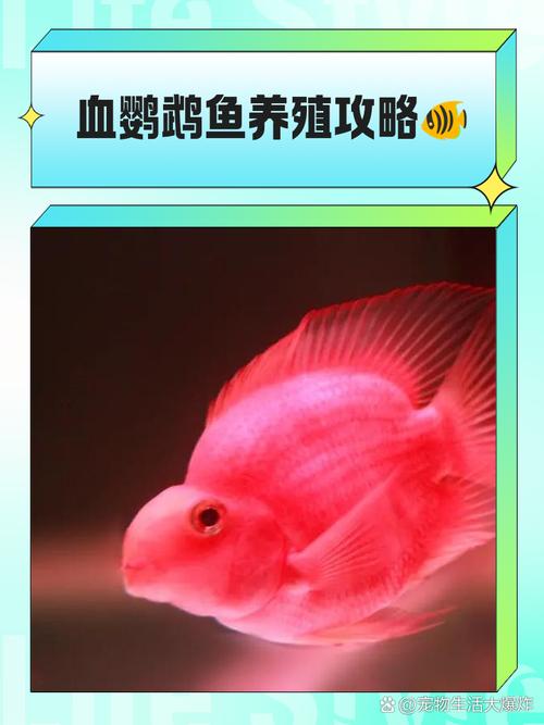 财神鱼多少钱,财神鱼多少钱一条-第1张图片 财神鱼多少钱,财神鱼多少钱一条-第1张图片