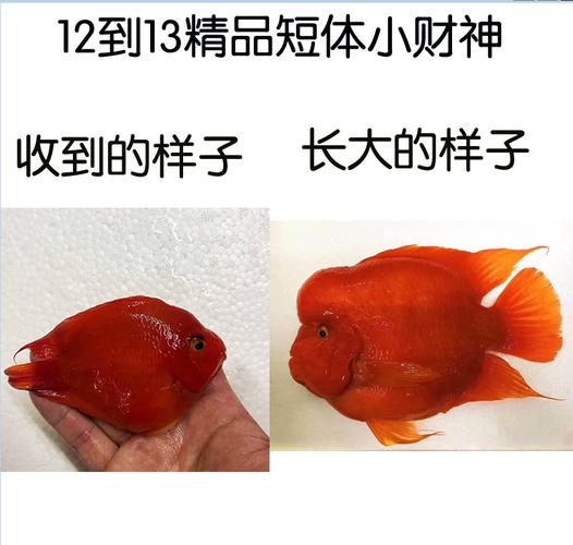 财神鱼多少钱,财神鱼多少钱一条-第3张图片 财神鱼多少钱,财神鱼多少钱一条-第3张图片
