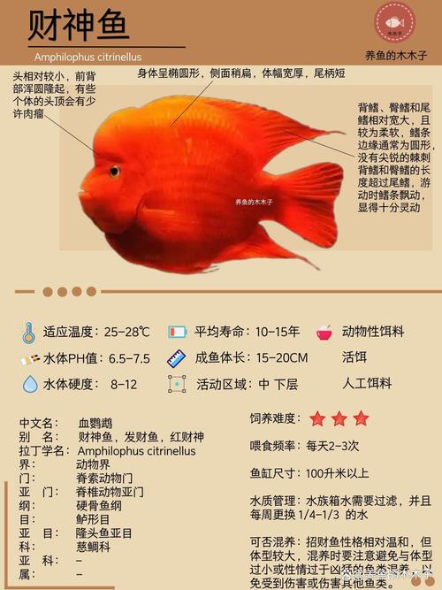 财神鱼多少钱,财神鱼多少钱一条-第4张图片 财神鱼多少钱,财神鱼多少钱一条-第4张图片