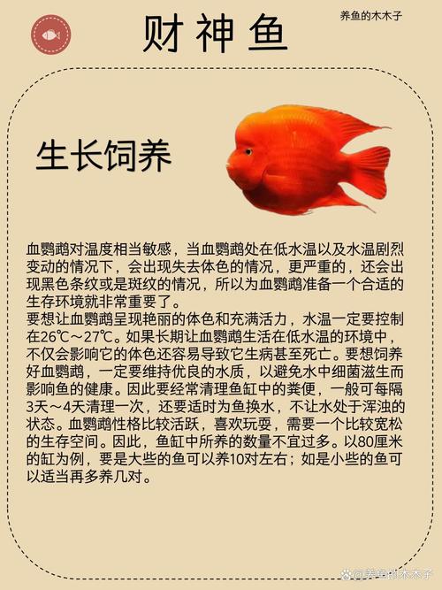 财神鱼多少钱,财神鱼多少钱一条-第6张图片 财神鱼多少钱,财神鱼多少钱一条-第6张图片