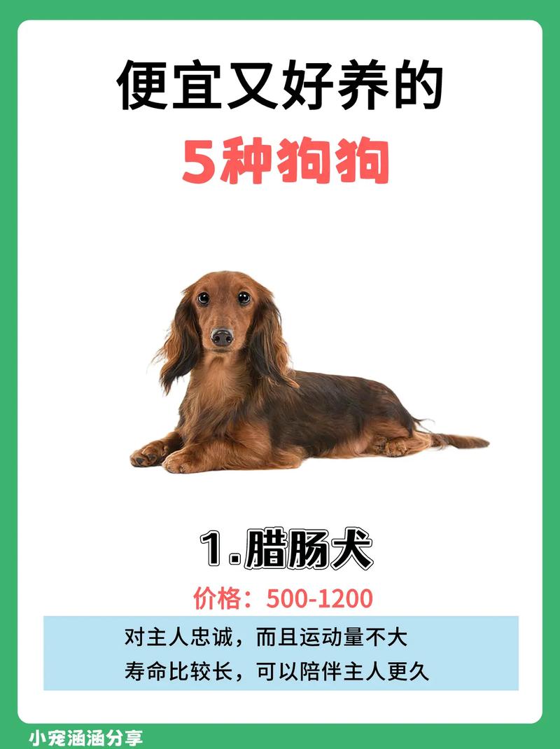中华田园犬寿命-中华田园犬寿命排名-第2张图片 中华田园犬寿命-中华田园犬寿命排名-第2张图片