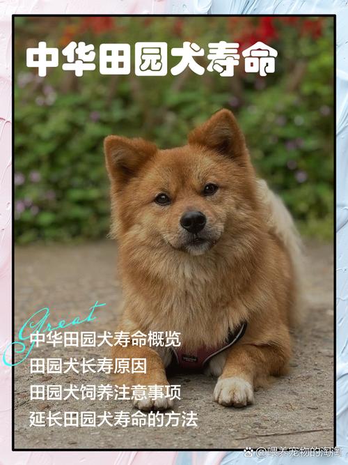 中华田园犬寿命-中华田园犬寿命排名-第3张图片 中华田园犬寿命-中华田园犬寿命排名-第3张图片