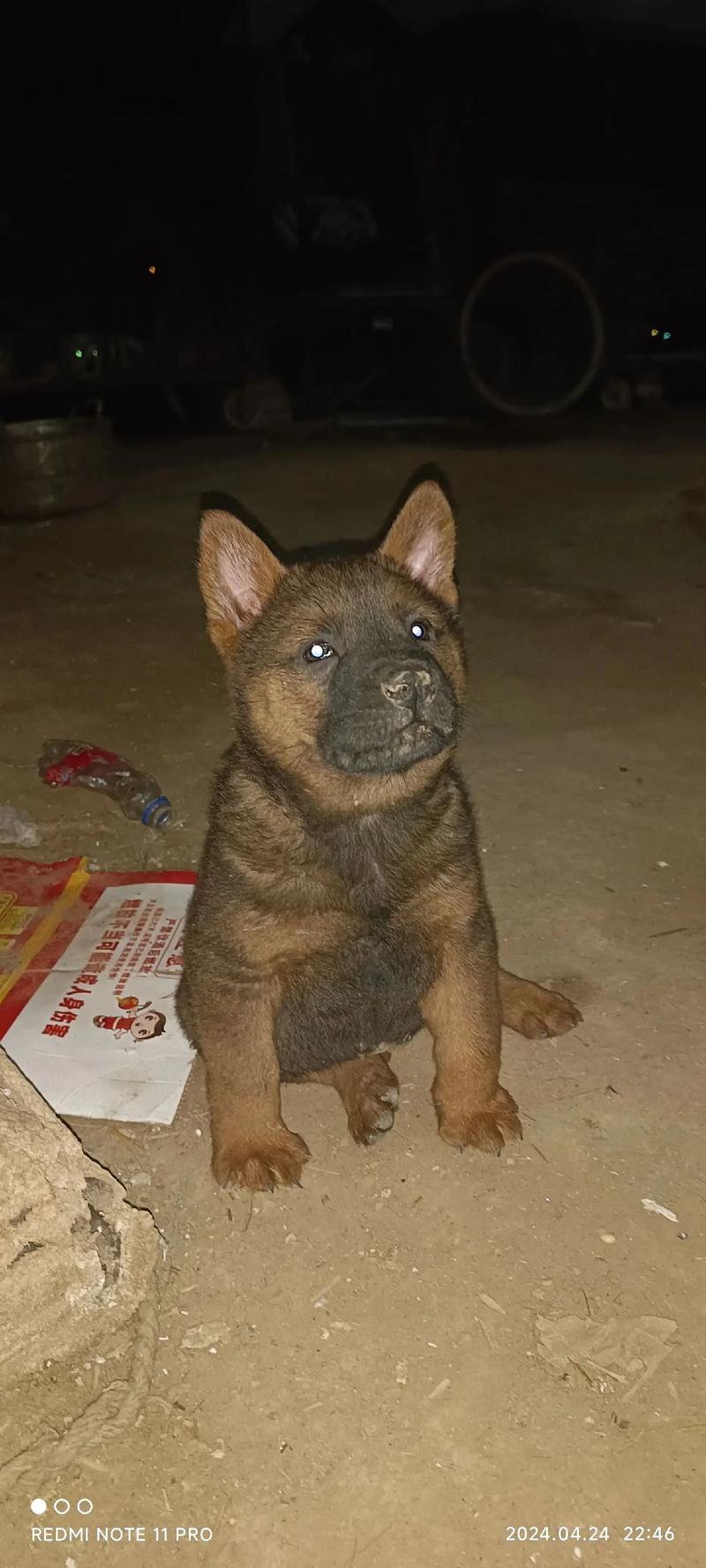 中华田园犬寿命-中华田园犬寿命排名-第4张图片 中华田园犬寿命-中华田园犬寿命排名-第4张图片
