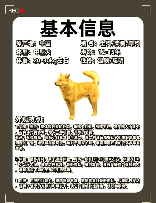 中华田园犬寿命-中华田园犬寿命排名-第6张图片 中华田园犬寿命-中华田园犬寿命排名-第6张图片